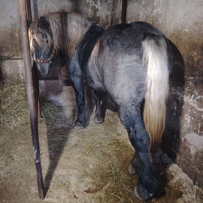 De vânzare Mânz de 2 ani