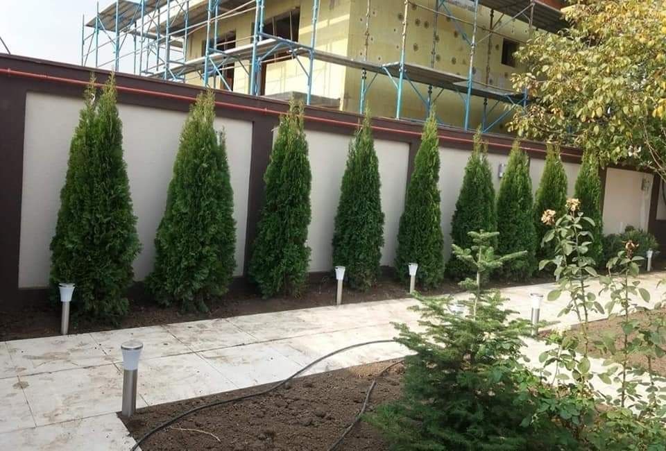 Tuia ornamentală si alte specii
