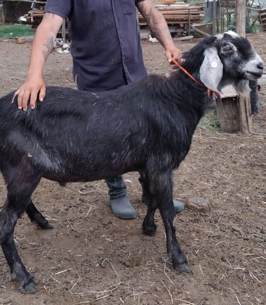 Disponibili tap anglonubian și iada anglonubian rasa pura.