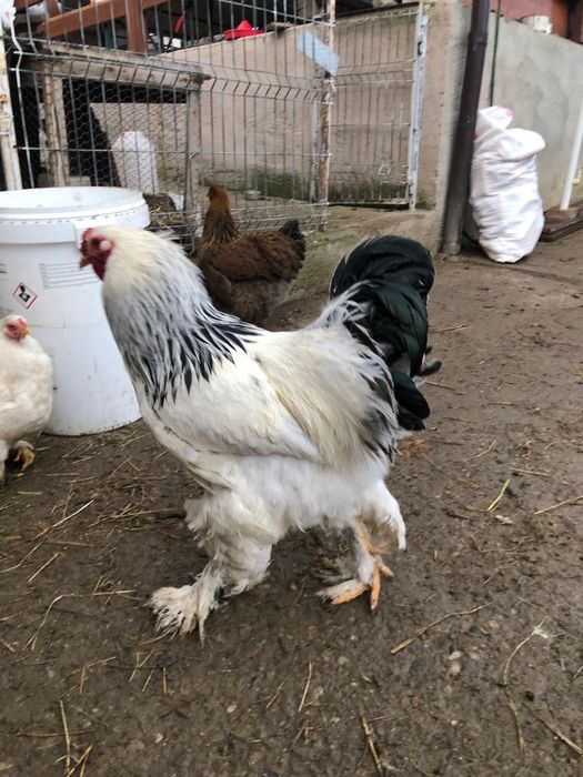 Familie gaini Wiandotte Combatant Cochinchinarasa mare 2024 2+1