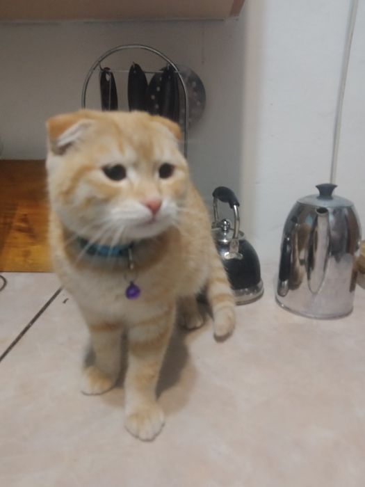 Отдам добрые Руки котёнка мальчика
