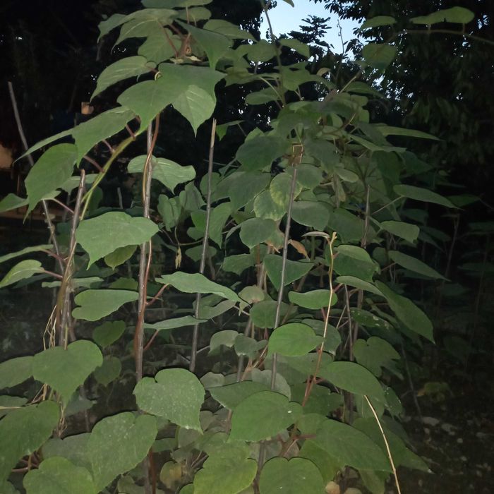 Йирик Киви кучатлари