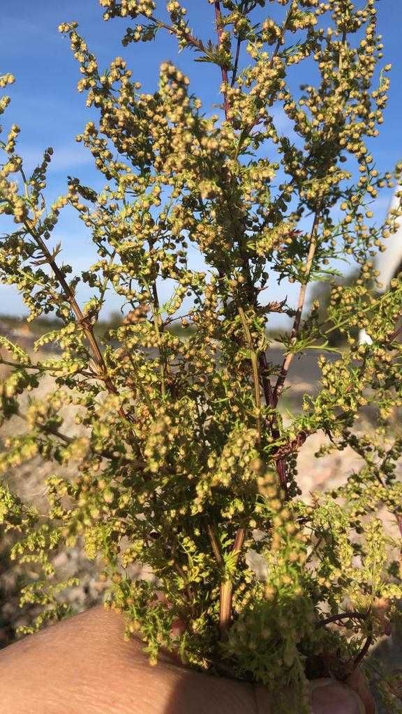 Vand pelinita, pelin dulce (Artemisia Annua) uscata