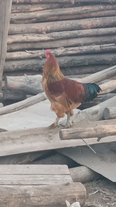 Қораздар бар петухи