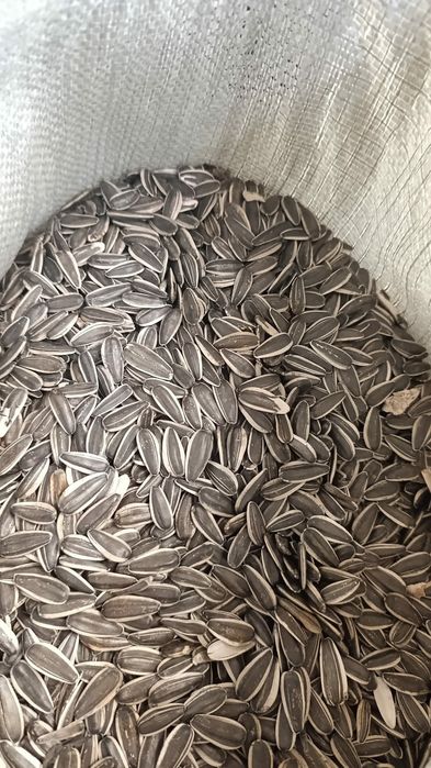 Продам семечки кондитерские Китайские