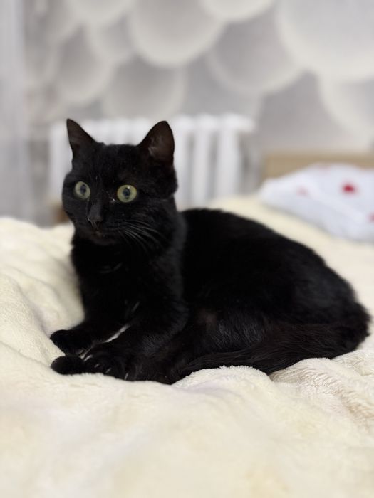 Котенок (девочка) черная с зелеными глазами