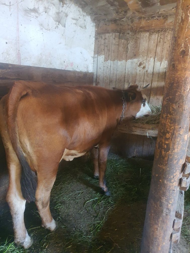 Junca la prima fatare cuminte la muls sau scimb cu vaci de abator .