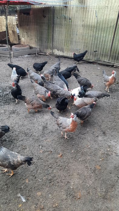 Gaini italiene de anul trecut.