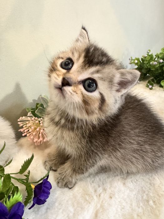 Продается шиншилла, британская