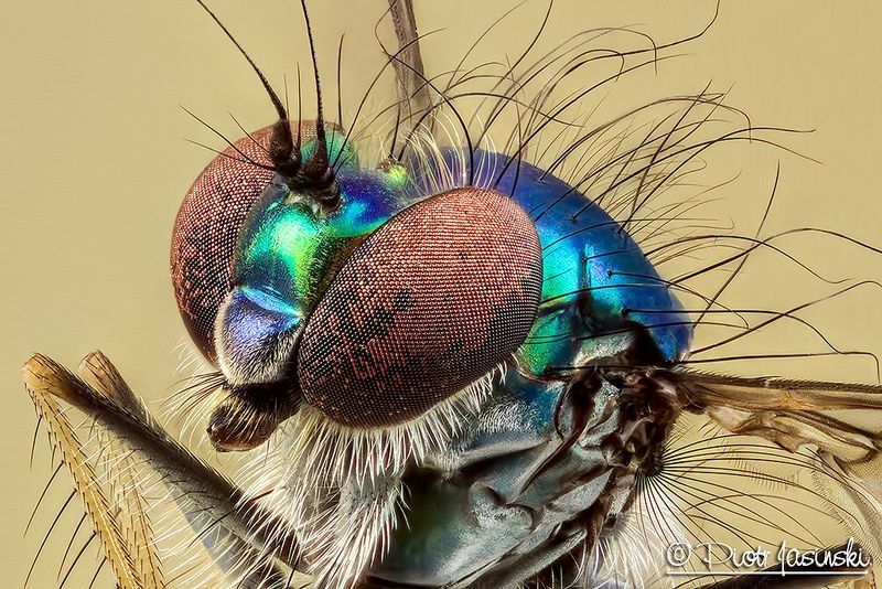Canon MP-E 65  f/2.8 1-5x  super macro
