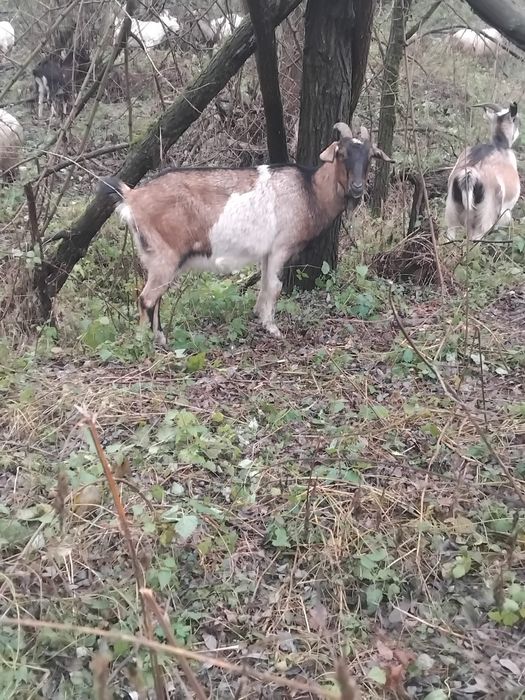 Vând capră tânără foarte bine îngrijită puternic dezvoltată