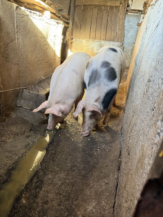 Vand vaca 1 an pret negociabil