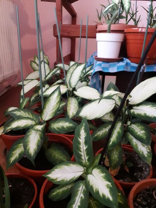Plante dieffenbachia