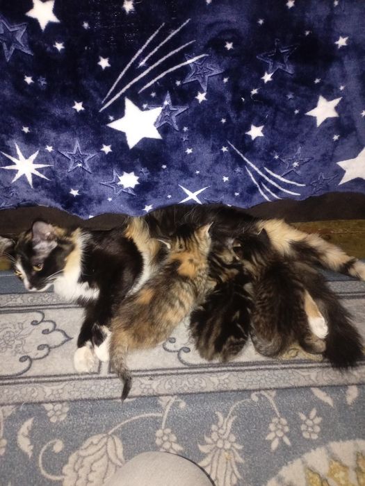 Котята в хорошие руки.