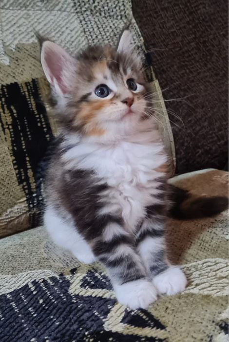 Подам котенка Мэйн-Кун