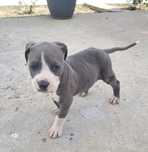 Amstaf Staffordshire Terrier