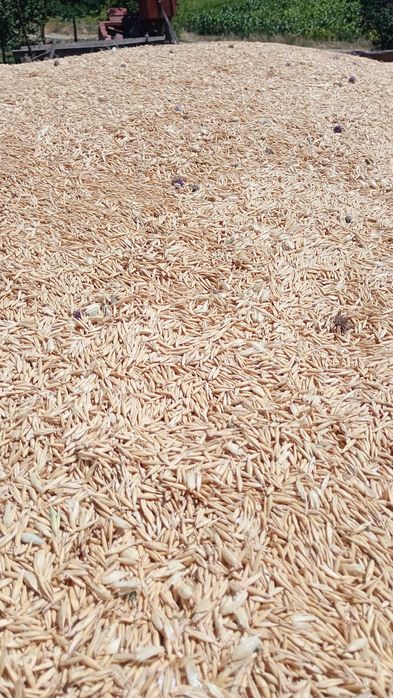 Vând sau schimb ovăz