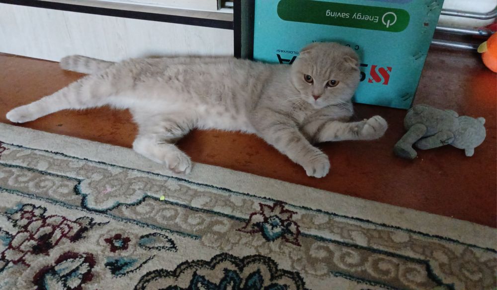 Скотиш фолд мальчик