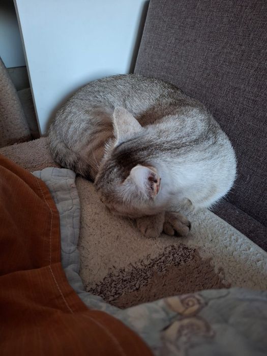 Отдам кошку в хорошие руки.