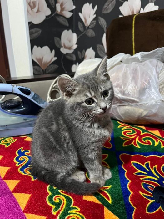 Котята мальчик и девочка