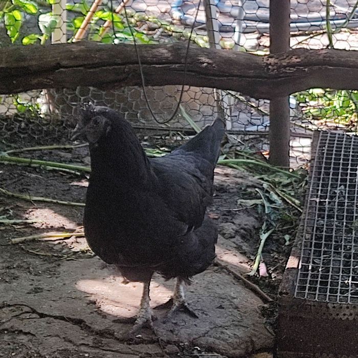 Курица  черная ухейилюй