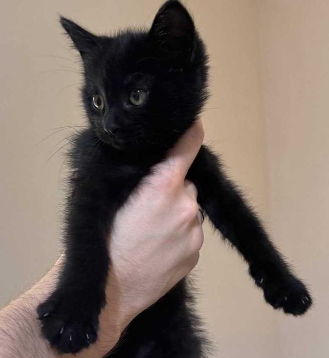 Котёнок Блэки ищет семью!