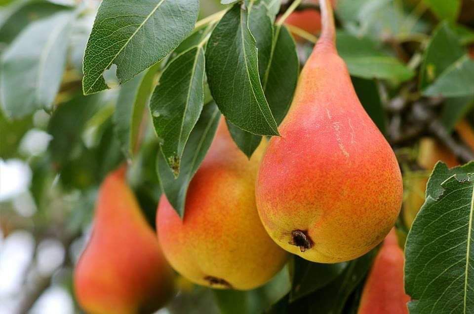 Pomi fructiferi clasici, anul 2, anul 3 si pe rod