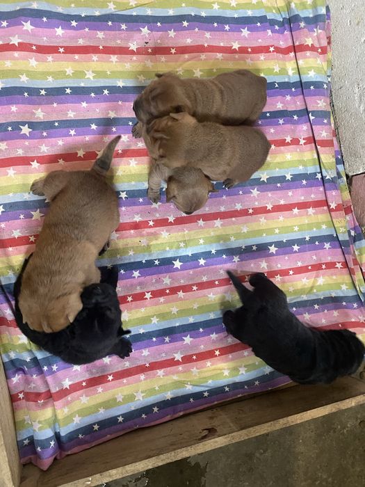 Catelusi shar pei in cautare de familii iubitoare