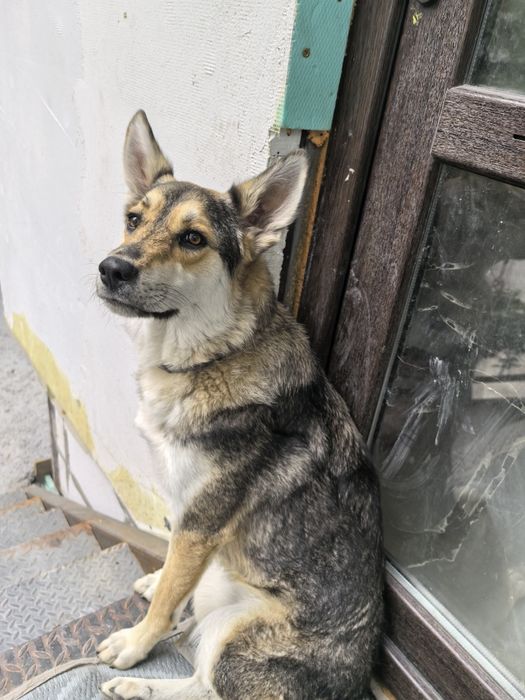 Подарявам куче с хигиенни навици.