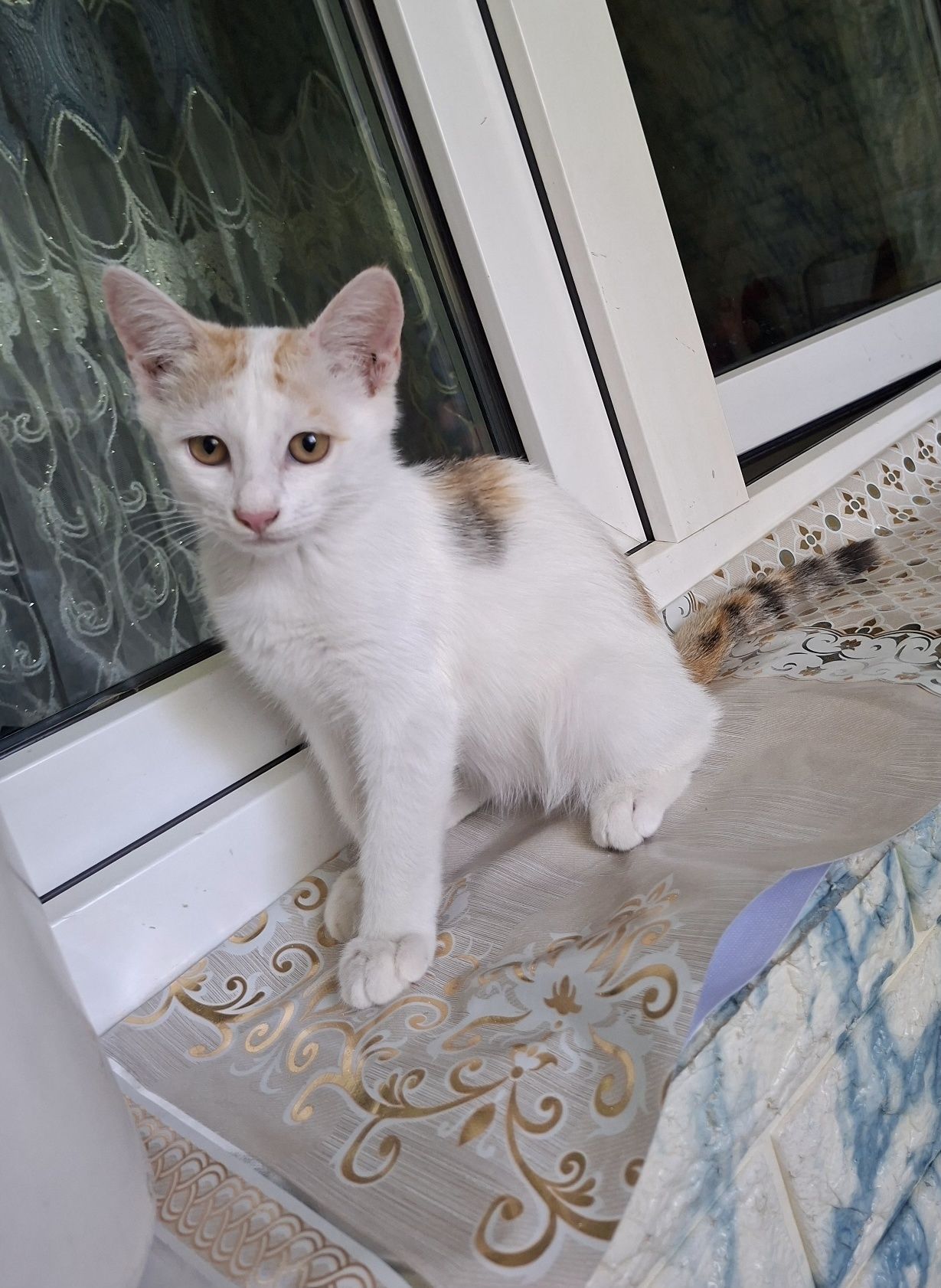 Котята ответственные руки