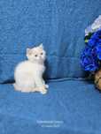 British shorhair, microcip, pedigree