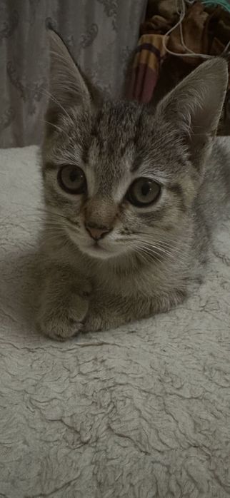 Отдам котят в добрые руки,к лотку приучены