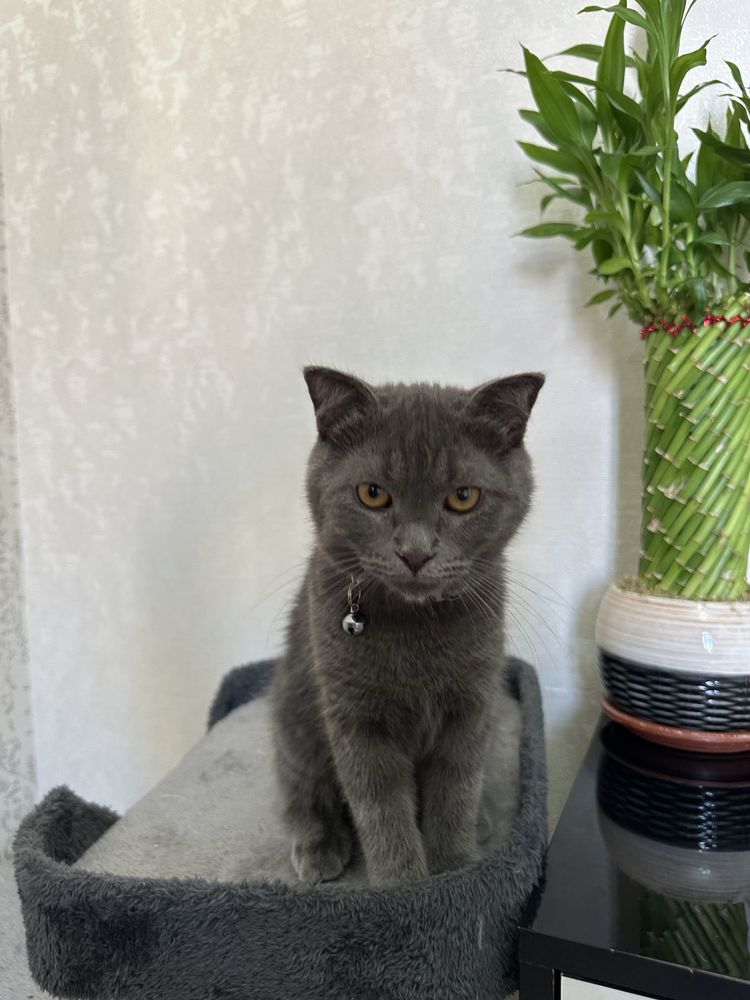 Scottish fold 6-7 oylik. Privivka ogan, shoxmas. Ogil bola