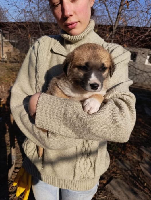 Ищем дом щенкам кому ЗвонОчкоВ