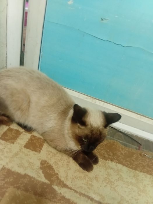 Продаю кошку сиямскую из тайланда