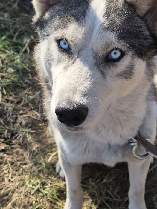 Donez husky siberian