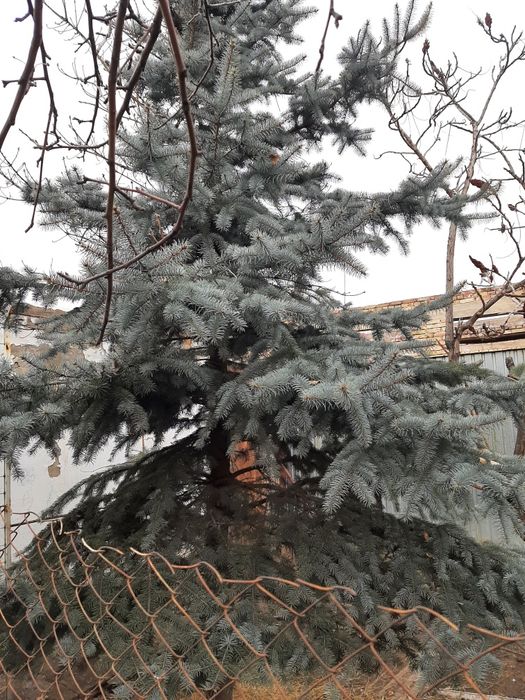 Продам или  обмен.  Ель  голубая тяньшанская