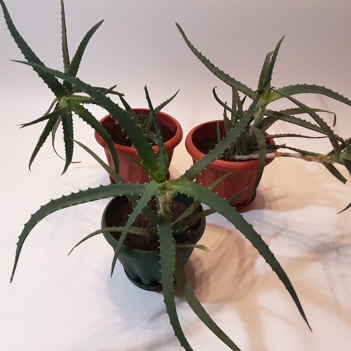 Комнатные цветы - алое лечебное