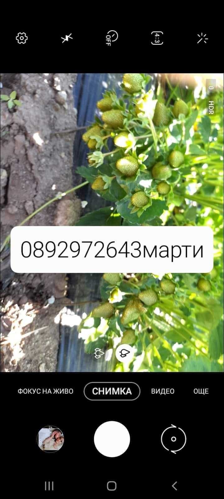 Разсад ягоди и малини