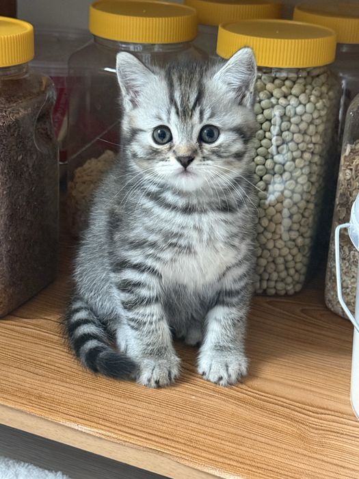 Продам котят, шотландские прямоухие