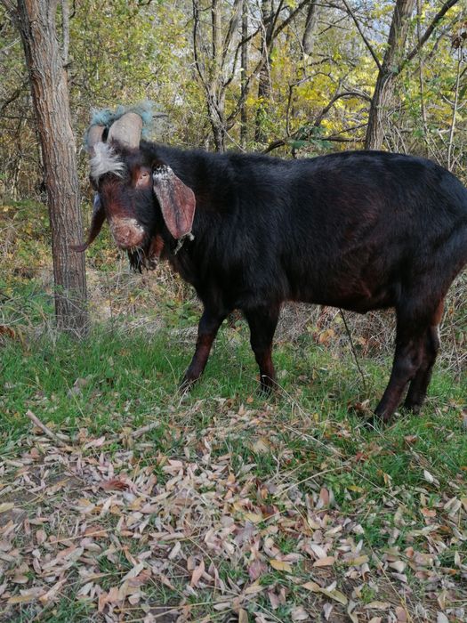 Vând țap anglonubian