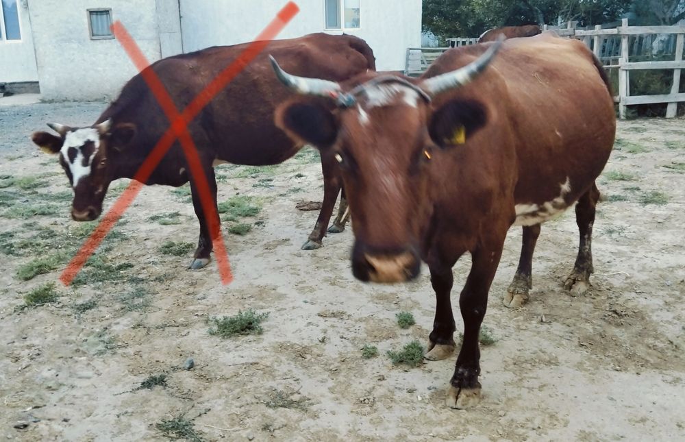 Сиыр сатылады Қызыл Балықта