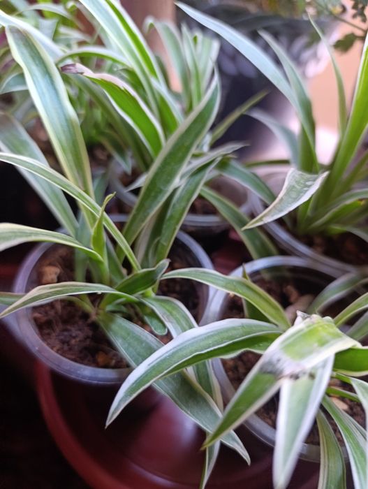 Тоза хаво берувчи гуллар