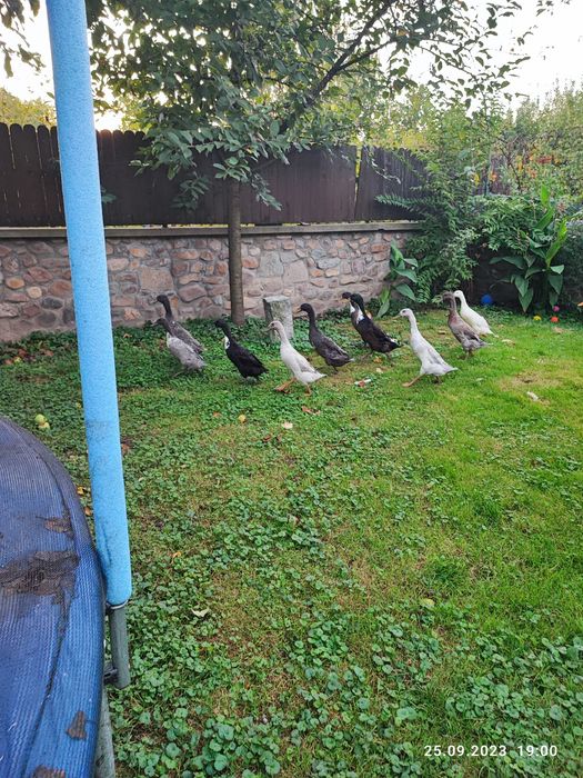 Rate alergătoare indiene, judetul Bihor