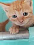 3 Motanei și o  fetita spre adopție