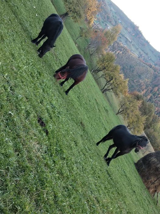Vind iapă in vârstă de 4 ani