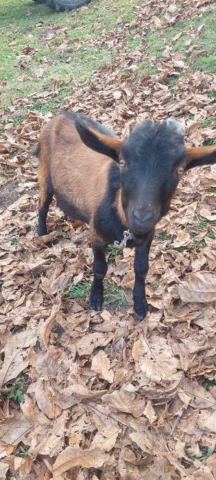 Vând țapi rasa Alpina Franceza