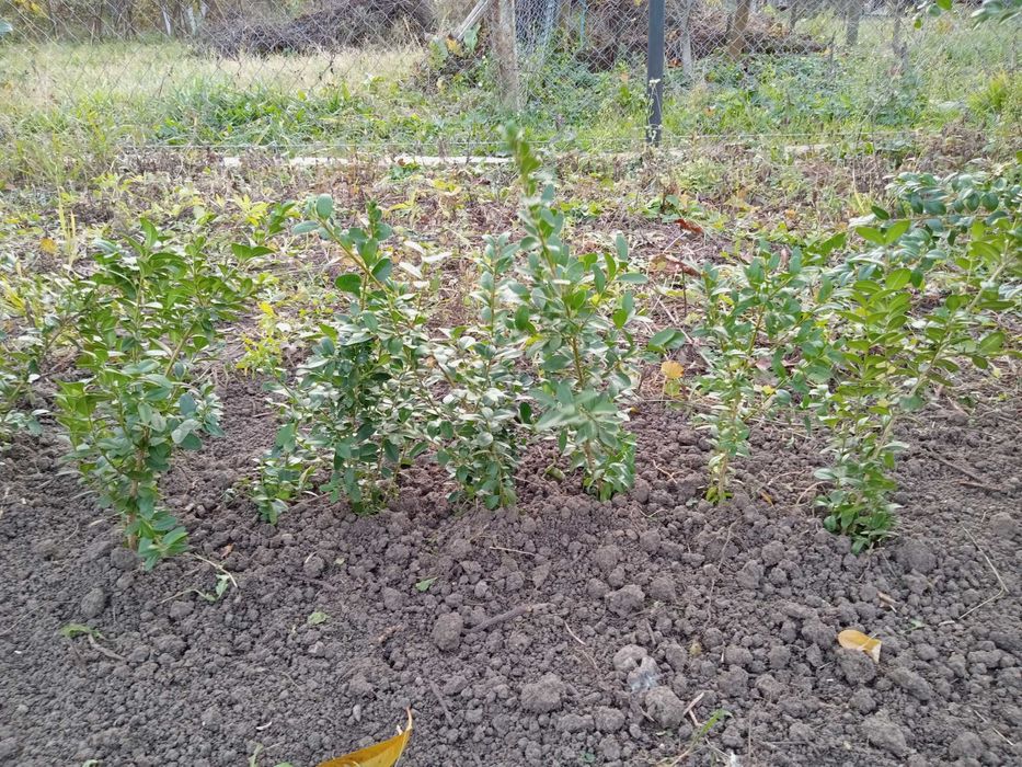 Buxus (tisa) diferite marimi
