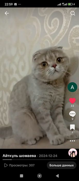 Продам Кошку Вислоухая