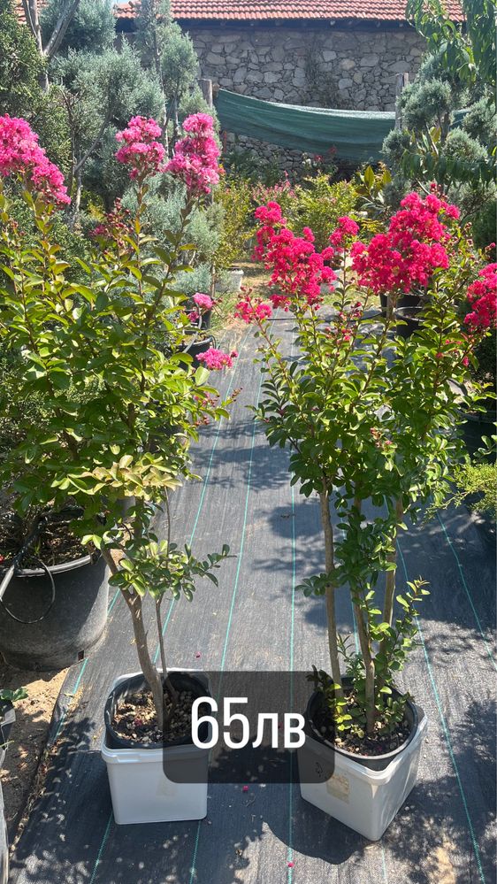Индийски люляк (Lagerstroemia Indica)
